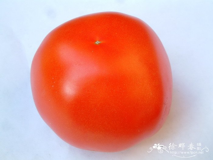 番茄Lycopersicon esculentum
