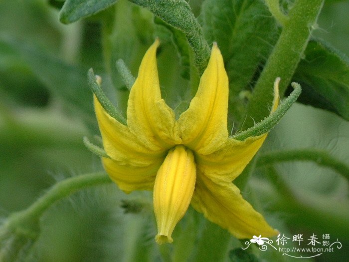 番茄Lycopersicon esculentum 番茄Lycopersicon esculentum