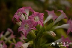 红花烟草Nicotiana tabacum