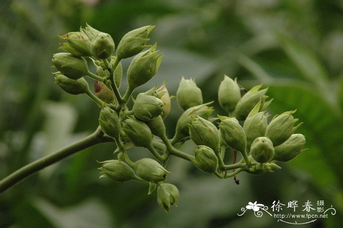 红花烟草Nicotiana tabacum