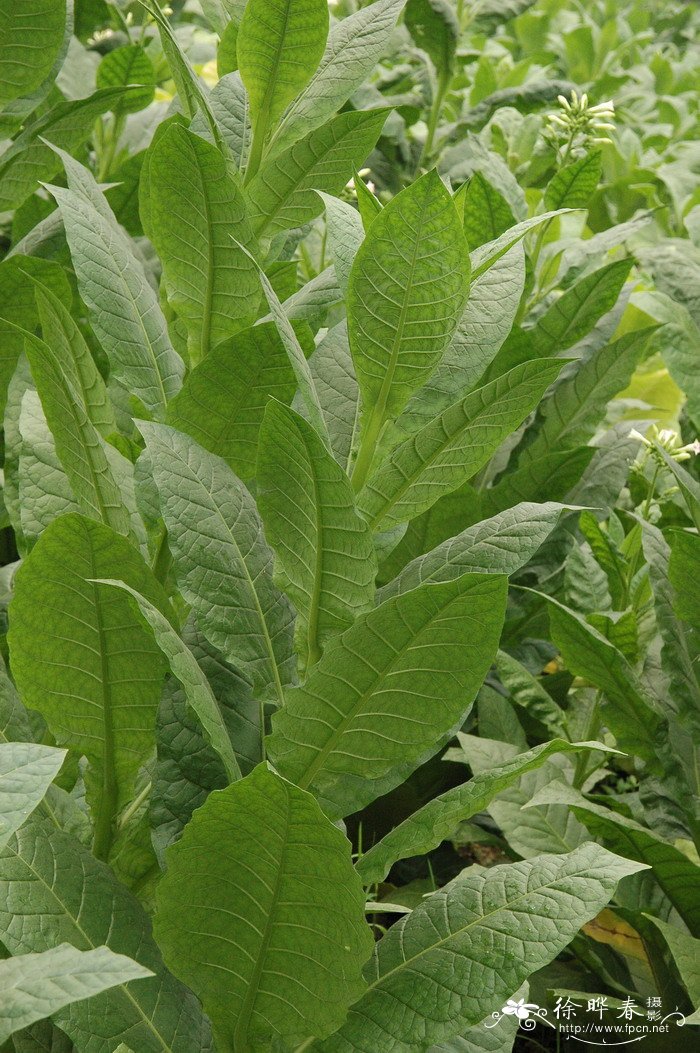 红花烟草Nicotiana tabacum