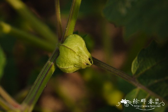 毛酸浆Physalis pubescens