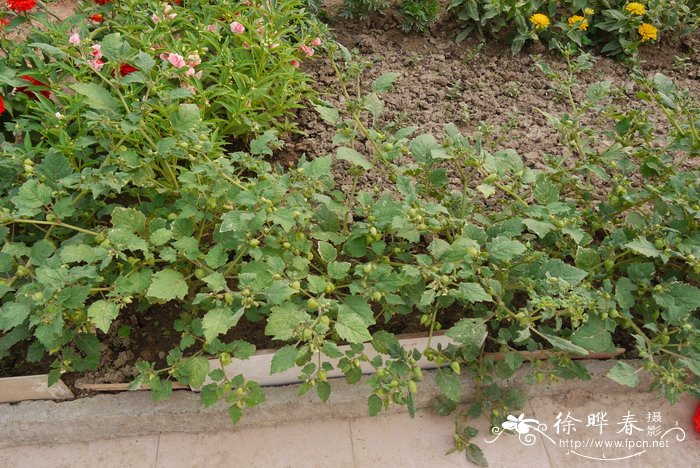 毛酸浆Physalis pubescens 毛酸浆Physalis pubescens