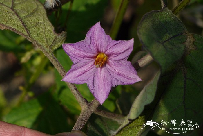 茄Solanum melongena