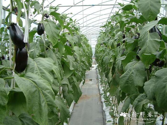 茄Solanum melongena 茄Solanum melongena