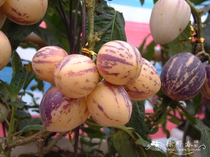 南美香瓜茄Solanum muricatum