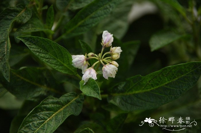南美香瓜茄Solanum muricatum 南美香瓜茄Solanum muricatum