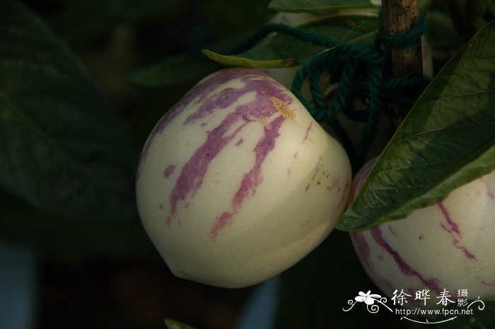 南美香瓜茄Solanum muricatum 南美香瓜茄Solanum muricatum