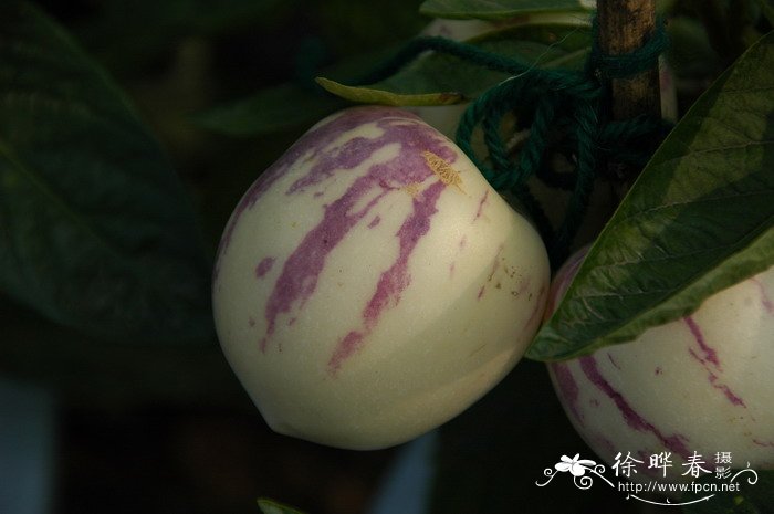 南美香瓜茄Solanum muricatum