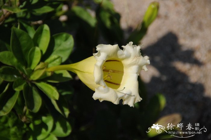 长花金杯藤Solandra longiflora 长花金杯藤Solandra longiflora