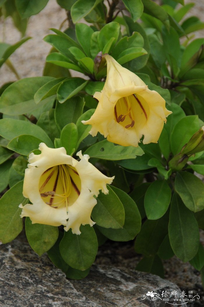 长花金杯藤Solandra longiflora 长花金杯藤Solandra longiflora