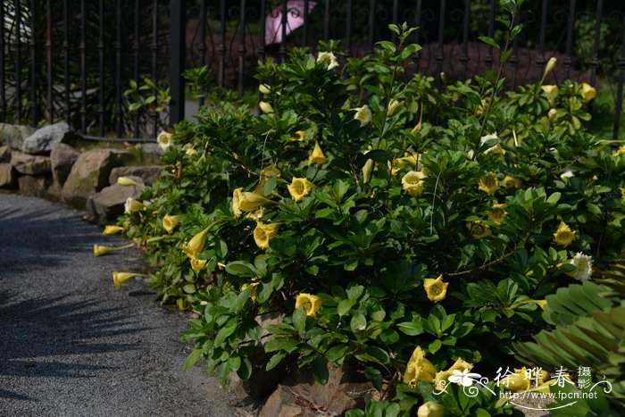 长花金杯藤Solandra longiflora 长花金杯藤Solandra longiflora
