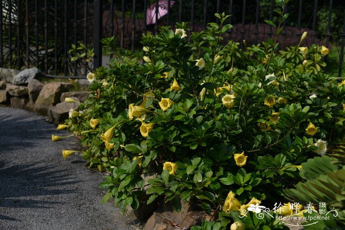 长花金杯藤Solandra longiflora