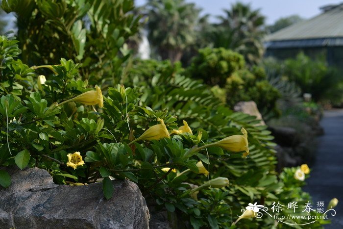 长花金杯藤Solandra longiflora