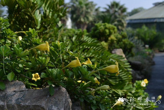 长花金杯藤Solandra longiflora 长花金杯藤Solandra longiflora