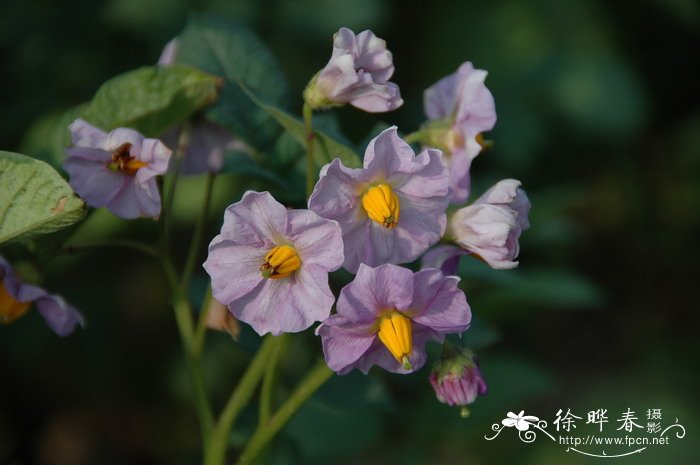 马铃薯Solanum tuberosum