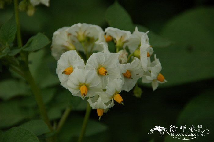 马铃薯Solanum tuberosum 马铃薯Solanum tuberosum