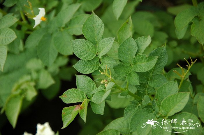马铃薯Solanum tuberosum 马铃薯Solanum tuberosum