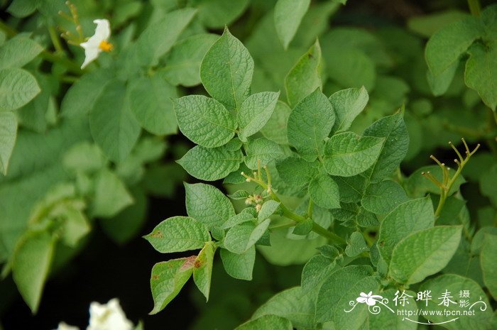 马铃薯Solanum tuberosum