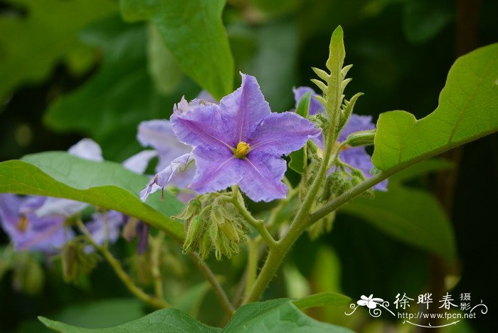 大花茄Solanum wrightii 大花茄Solanum wrightii