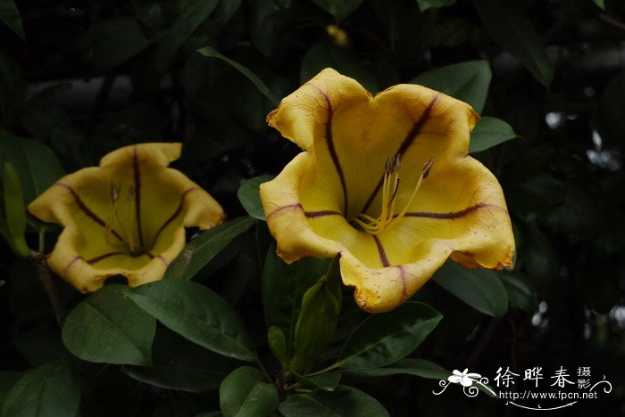 金杯藤Solandra maxima 金杯藤Solandra maxima