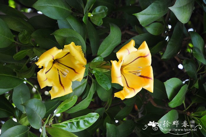 金杯藤Solandra maxima 金杯藤Solandra maxima