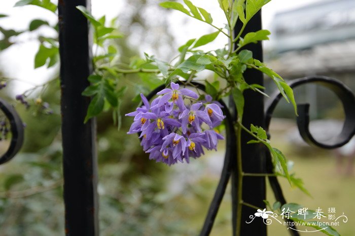 南青杞Solanum seaforthianum 南青杞Solanum seaforthianum