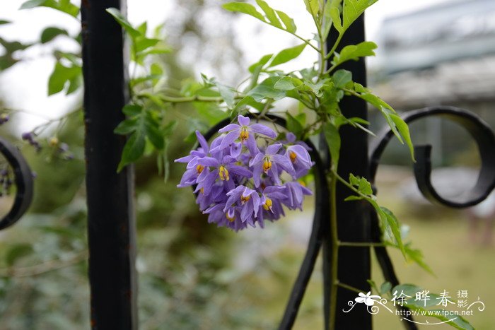 南青杞Solanum seaforthianum