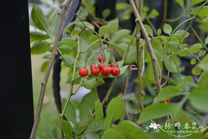 南青杞Solanum seaforthianum