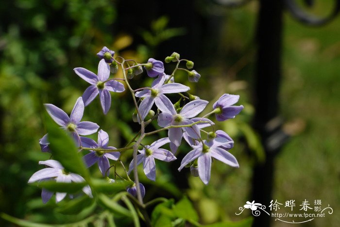 南青杞Solanum seaforthianum