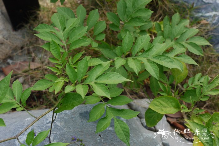 南青杞Solanum seaforthianum 南青杞Solanum seaforthianum