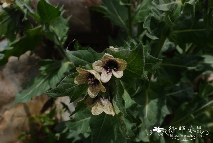 天仙子Hyoscyamus niger 天仙子Hyoscyamus niger