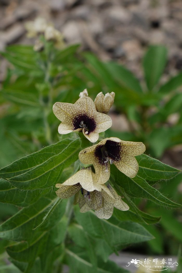 天仙子Hyoscyamus niger 天仙子Hyoscyamus niger