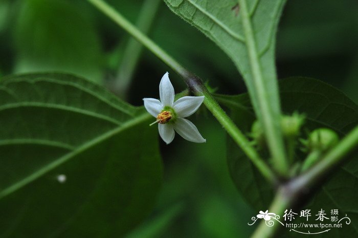 红丝线Lycianthes biflora