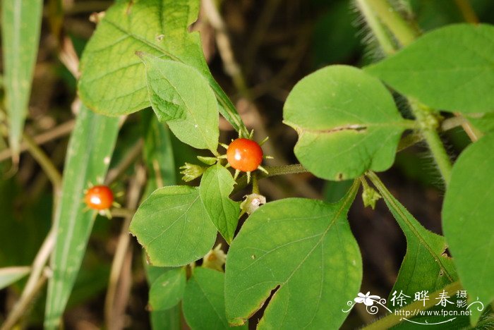 红丝线Lycianthes biflora 红丝线Lycianthes biflora