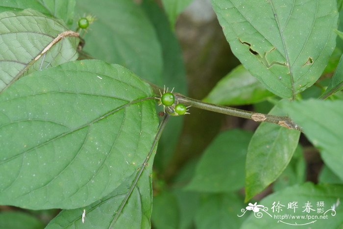 红丝线Lycianthes biflora