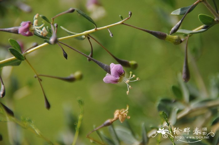 截萼枸杞Lycium truncatum 截萼枸杞Lycium truncatum