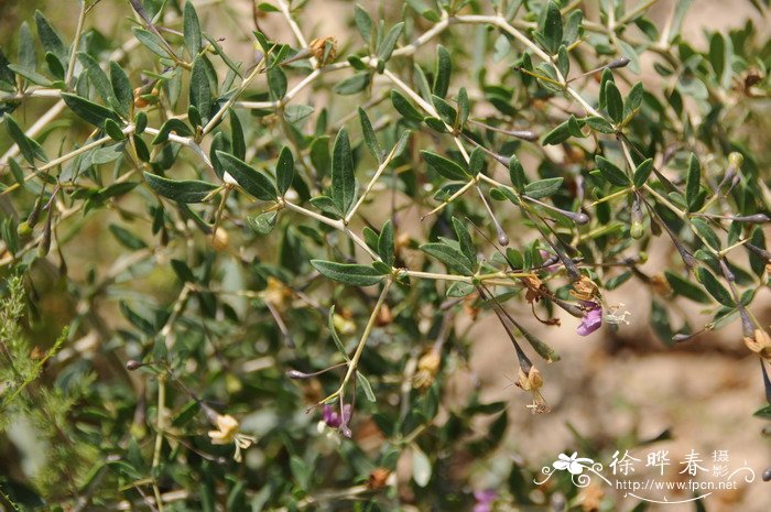 截萼枸杞Lycium truncatum 截萼枸杞Lycium truncatum