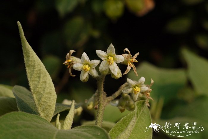 假烟叶树Solanum donianum 假烟叶树Solanum donianum