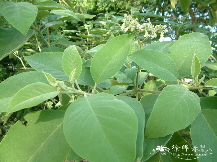 假烟叶树Solanum donianum 假烟叶树Solanum donianum