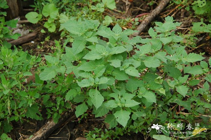 龙葵Solanum nigrum 龙葵Solanum nigrum