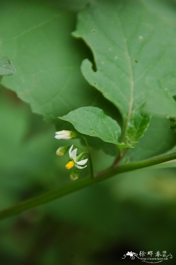 龙葵Solanum nigrum 龙葵Solanum nigrum