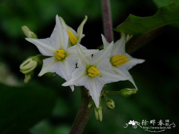 水茄Solanum torvum