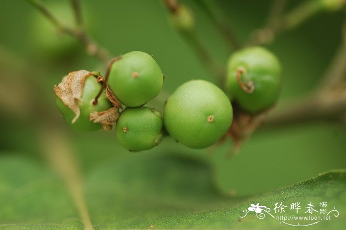 水茄Solanum torvum 水茄Solanum torvum
