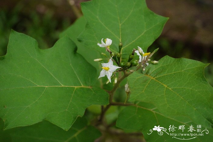 水茄Solanum torvum 水茄Solanum torvum