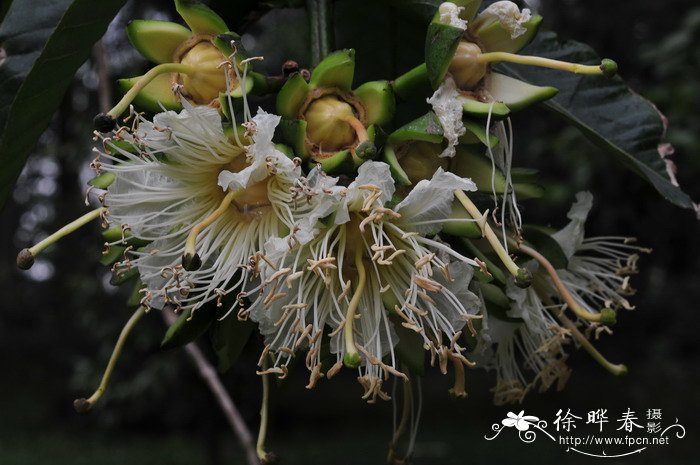 八宝树Duabanga grandiflora