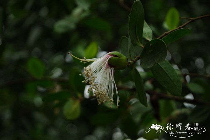 海桑Sonneratia caseolaris 海桑Sonneratia caseolaris