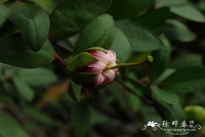 海桑Sonneratia caseolaris 海桑Sonneratia caseolaris
