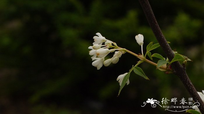 省沽油Staphylea bumalda 省沽油Staphylea bumalda