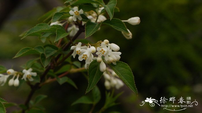 省沽油Staphylea bumalda